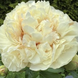 Blonde Vision IMG_0895